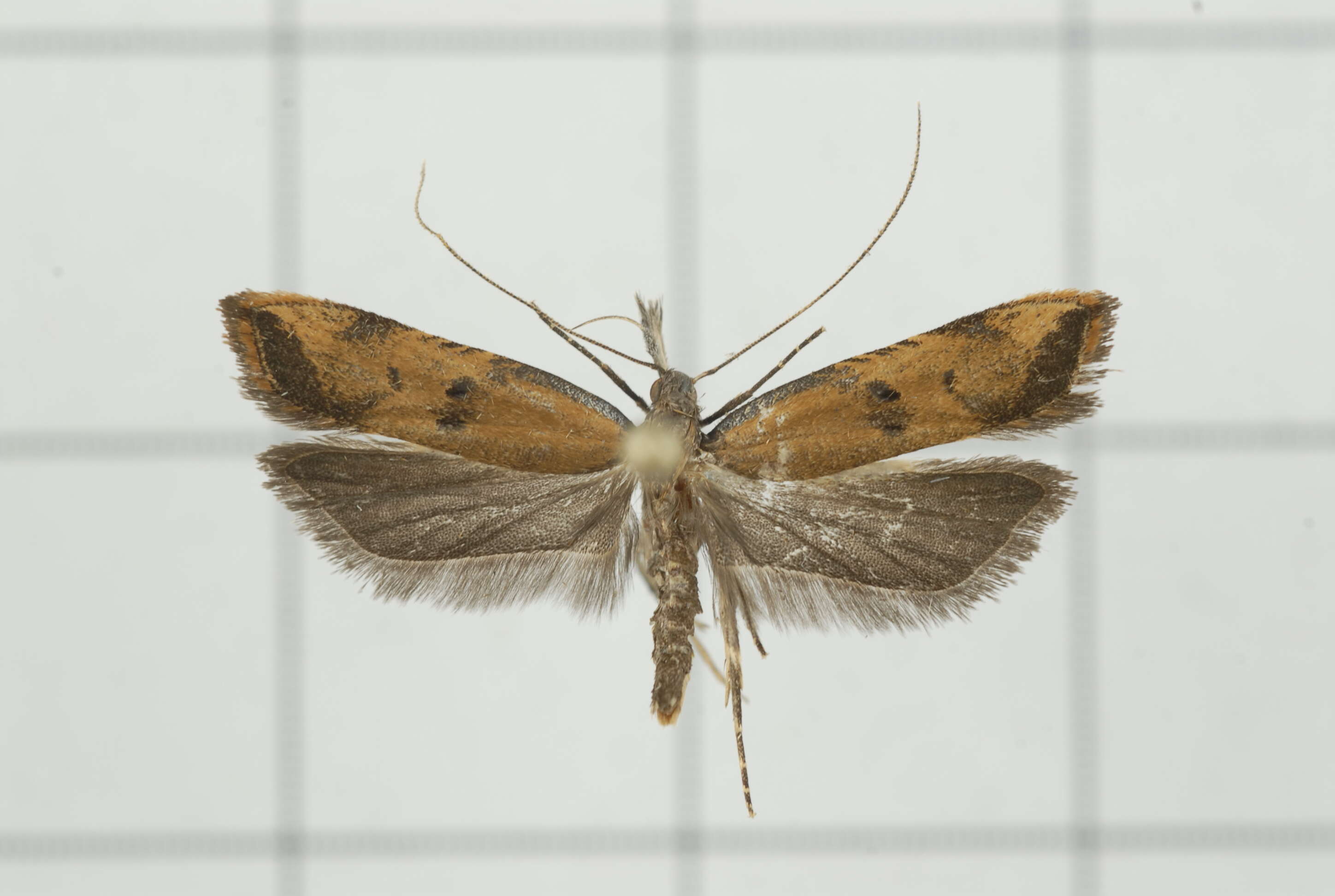 Image of Dichomeris fuscalis