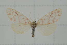 Image of Cyana effracta (Walker 1854)