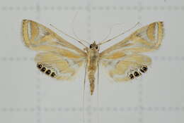 Imagem de Eoophyla conjunctalis Wileman & South 1917