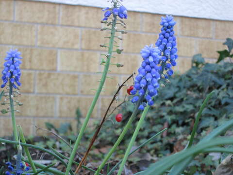 Image of Armenian grape hyacinth