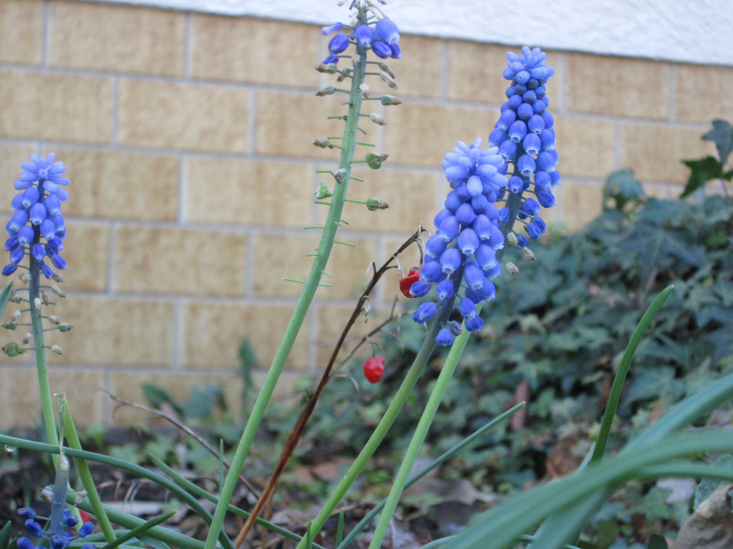 Imagem de Muscari armeniacum H. J. Veitch