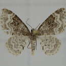 Image of Hydrelia enisaria Prout 1926