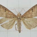 Image of Anomis mesogona Walker 1857