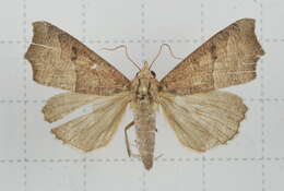 Image of Anomis mesogona Walker 1857