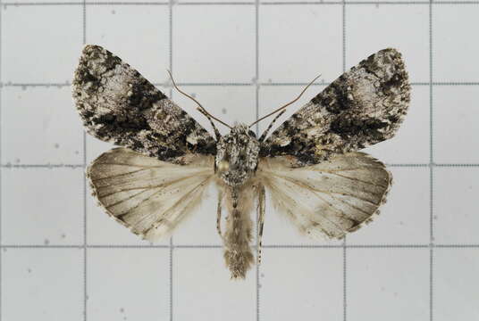 Imagem de Acronicta nigromaculata Warren 1912