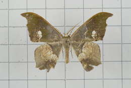 Image of Timandromorpha discolor Warren 1896