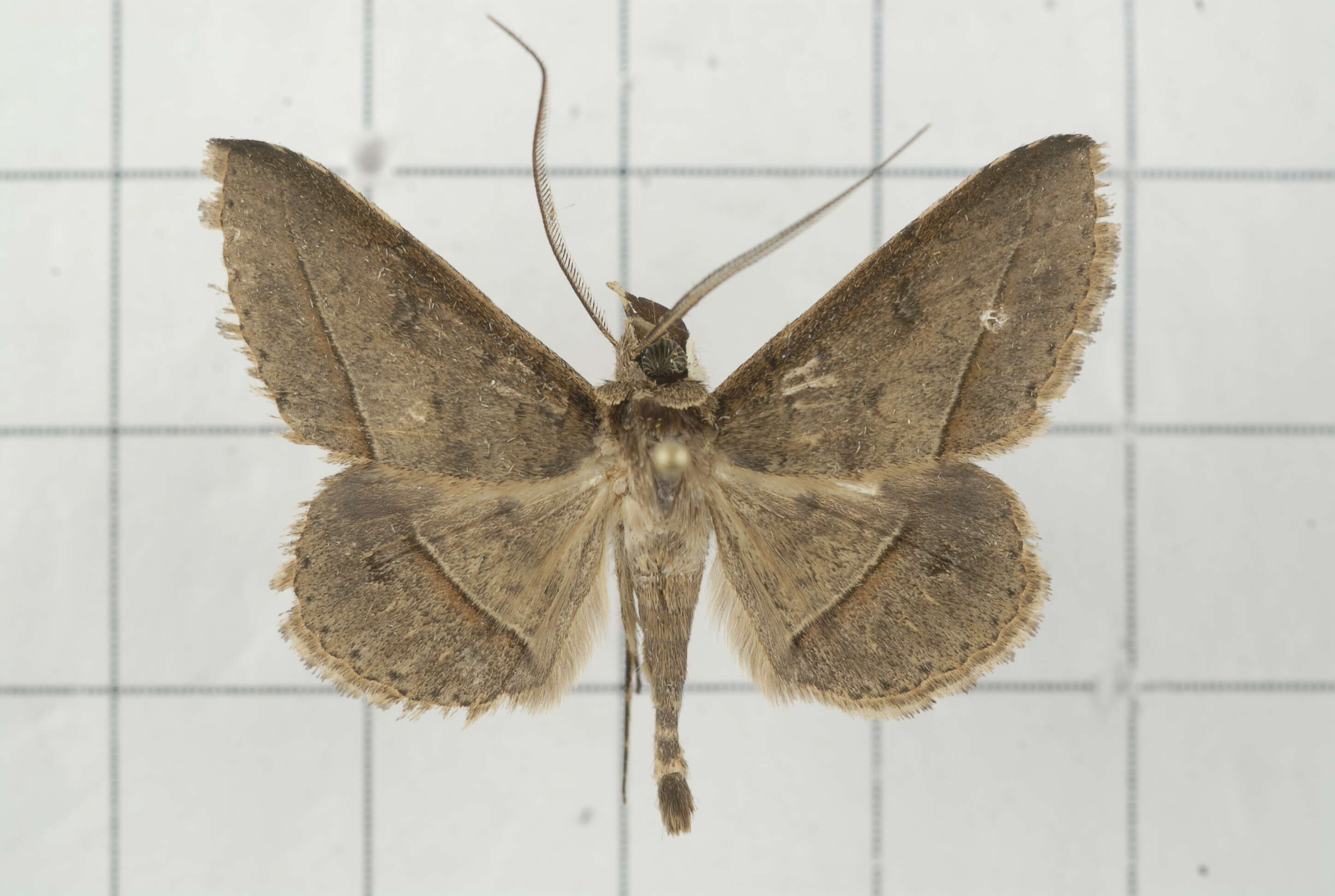 Image of Tochara creberrima (Walker 1858)