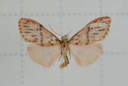 Image of Miltochrista arcuata (Moore 1882)