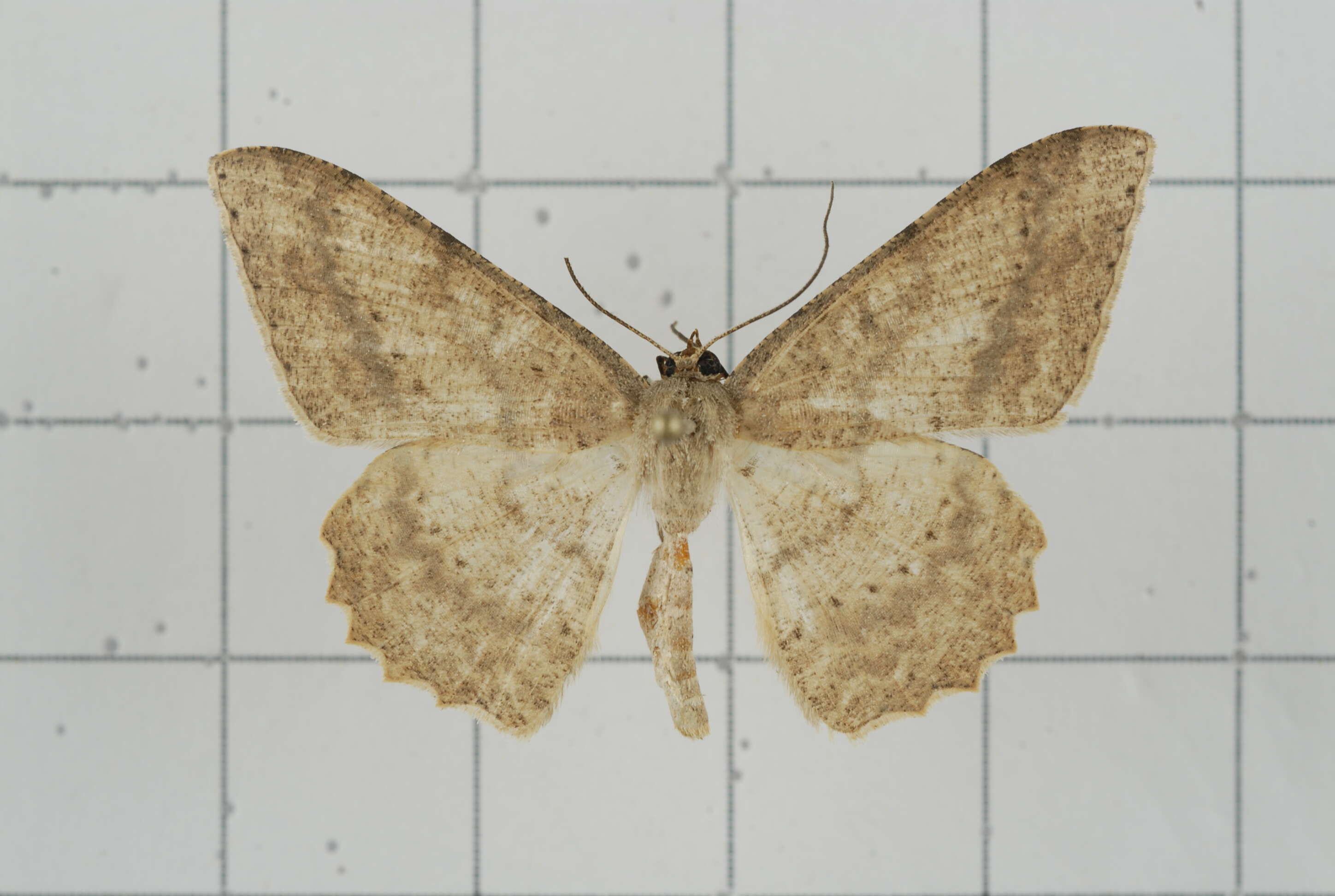 Image of Luxiaria mitorrhaphes Prout 1925