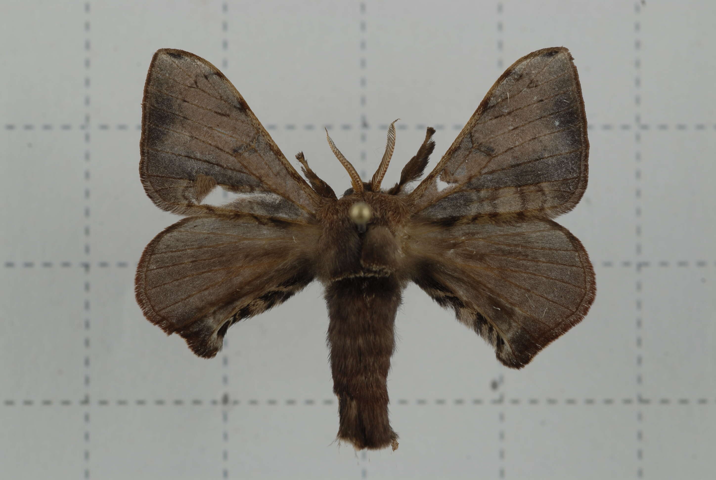 Слика од Triuncina brunnea (Wileman 1911)