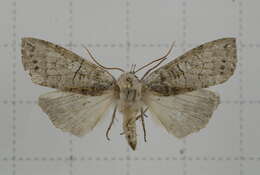 Image of Takapsestis wilemaniella Matsumura 1933