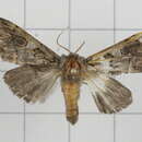 Image of Notodonta griseotincta Wileman 1910