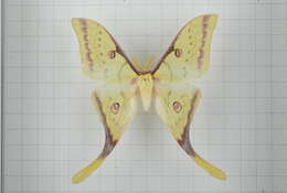 Imagem de Actias sinensis (Walker 1855)