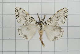 Image of Lymantria concolor Walker 1855