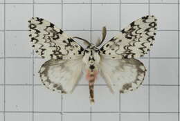 Image of Lymantria concolor Walker 1855