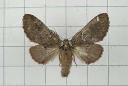 Image of Notodonta griseotincta Wileman 1910