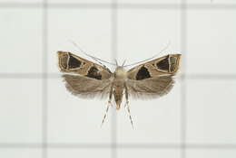 Image of Deltoplastis commatopa Meyrick 1932