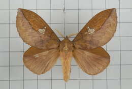 Image of Euthrix laeta Walker 1855