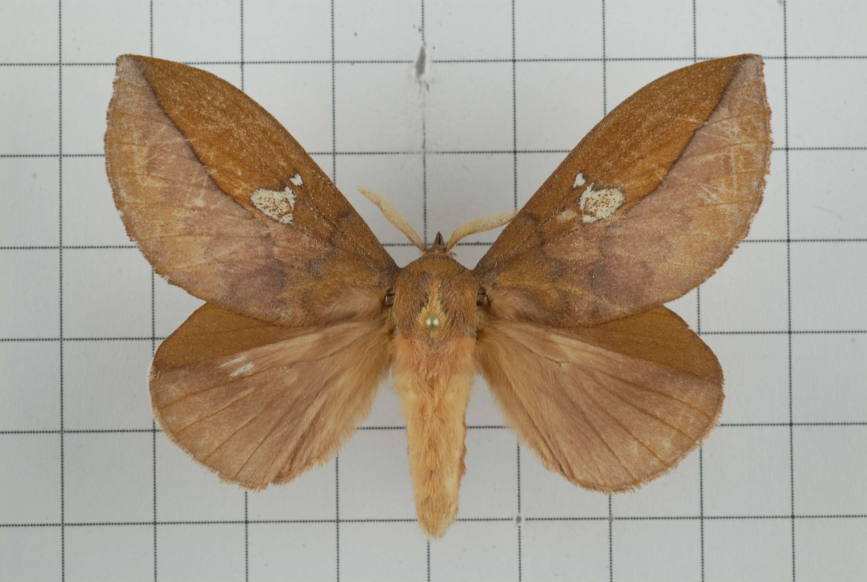 Image of Euthrix laeta Walker 1855