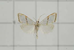 Image of Pseudargyria interruptella Walker 1866