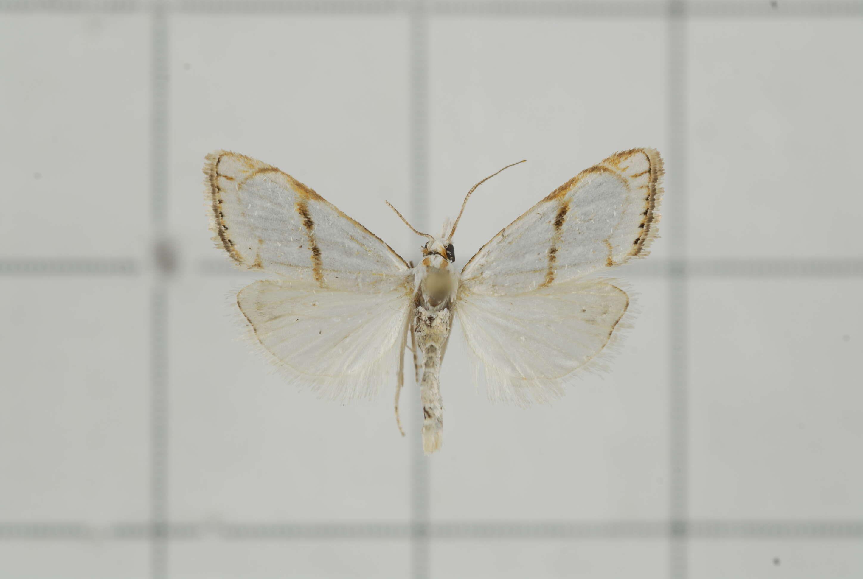 Image of Pseudargyria interruptella Walker 1866