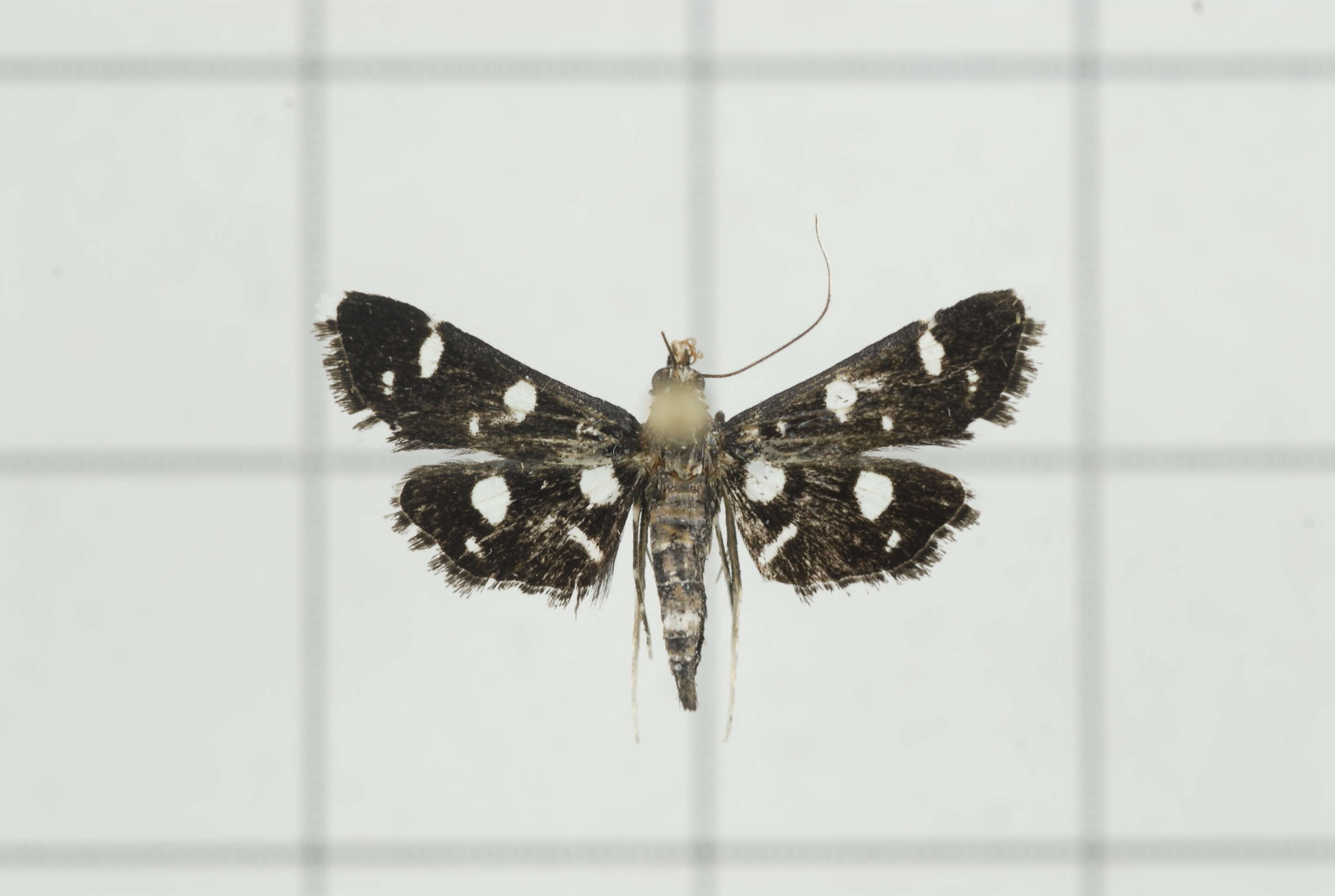 Image of Bocchoris inspersalis Zeller 1852