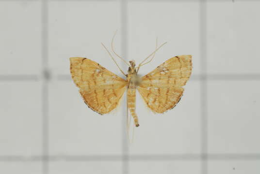 Image of Mabra nigriscripta Swinhoe 1895