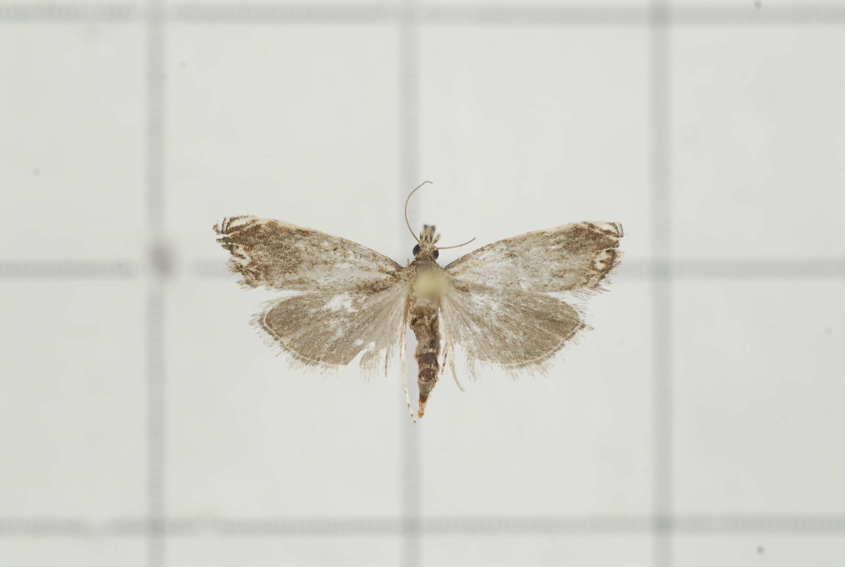 Image of Mesolia bipunctella Wileman & South 1918