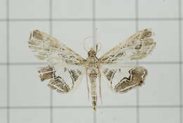 Image of Paracymoriza vagalis Walker 1865