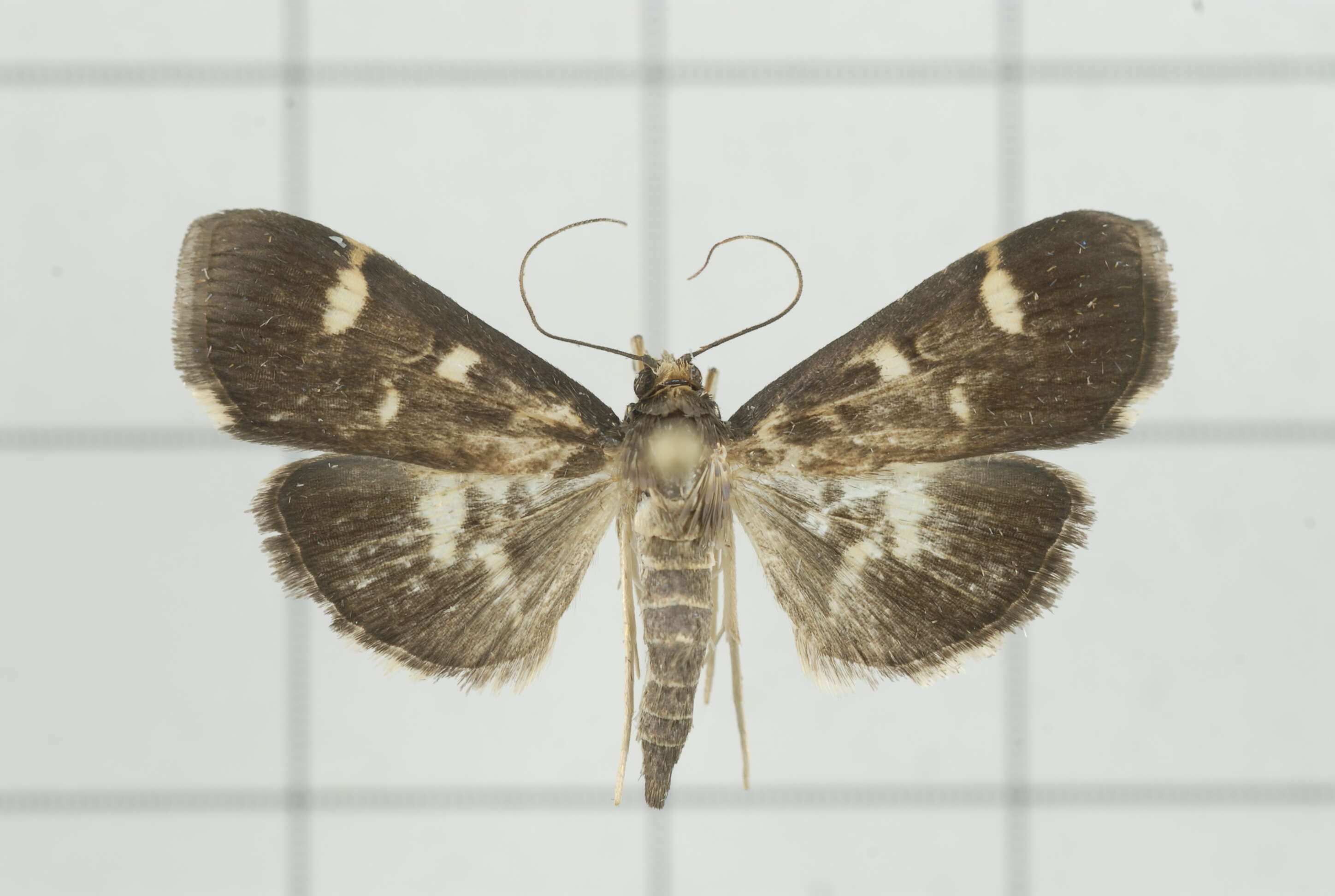 Image de Herpetogramma luctuosalis Guenée 1854