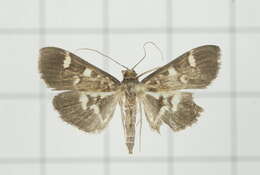 Image de Herpetogramma luctuosalis Guenée 1854