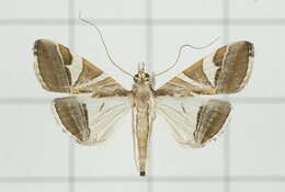 Agrioglypta itysalis Walker 1859 resmi