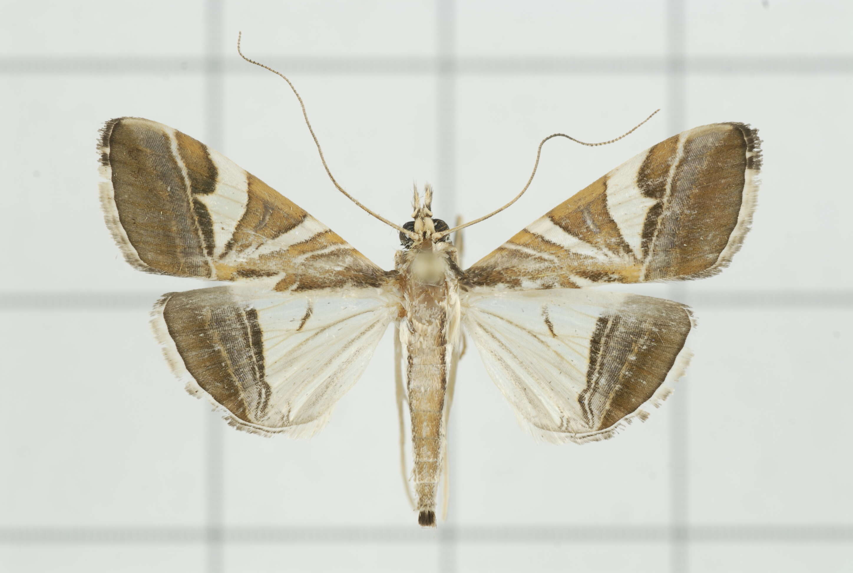 Sivun Agrioglypta itysalis Walker 1859 kuva