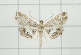 Image of Paracymoriza vagalis Walker 1865