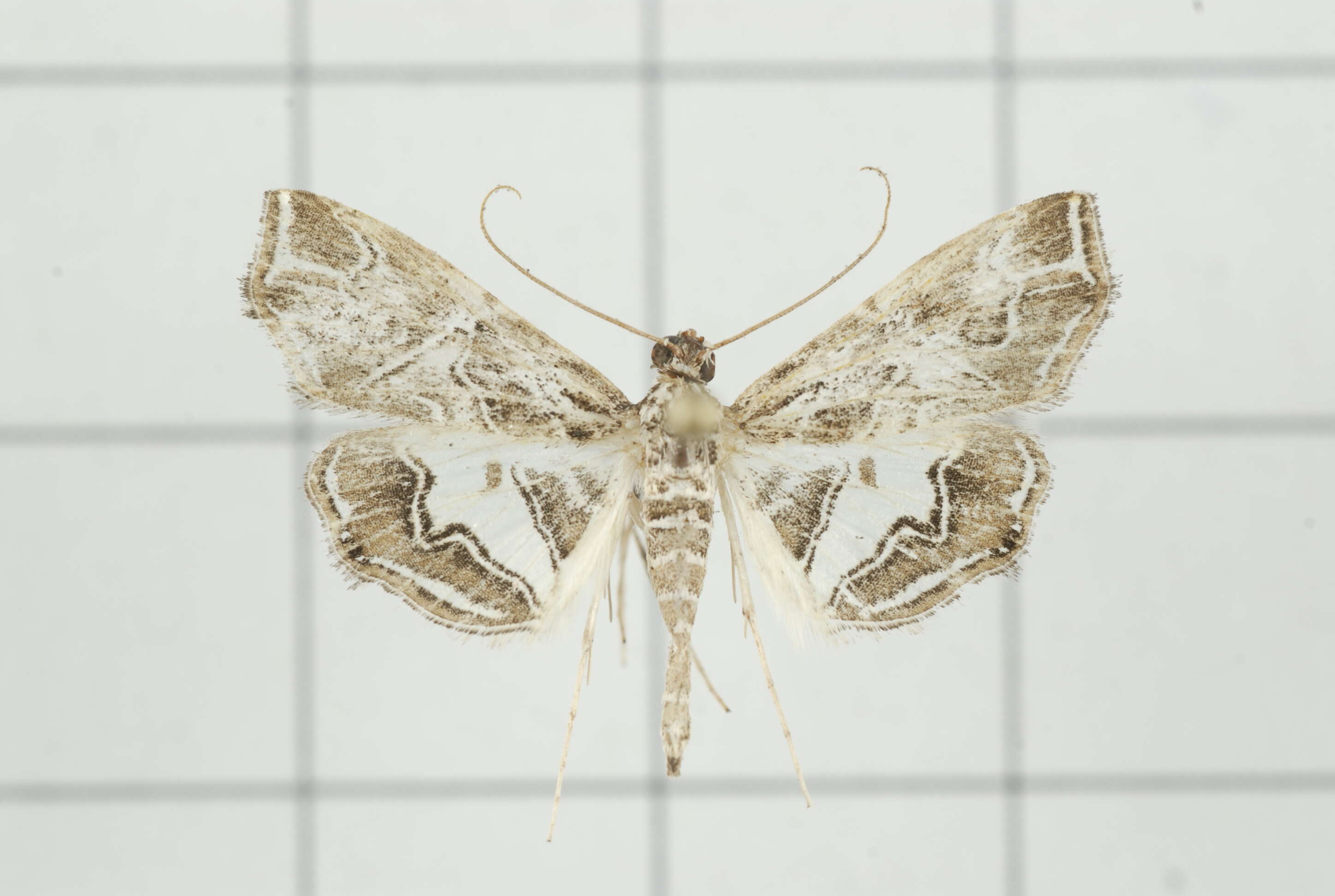 Image of Paracymoriza vagalis Walker 1865