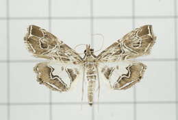 Image of Paracymoriza vagalis Walker 1865