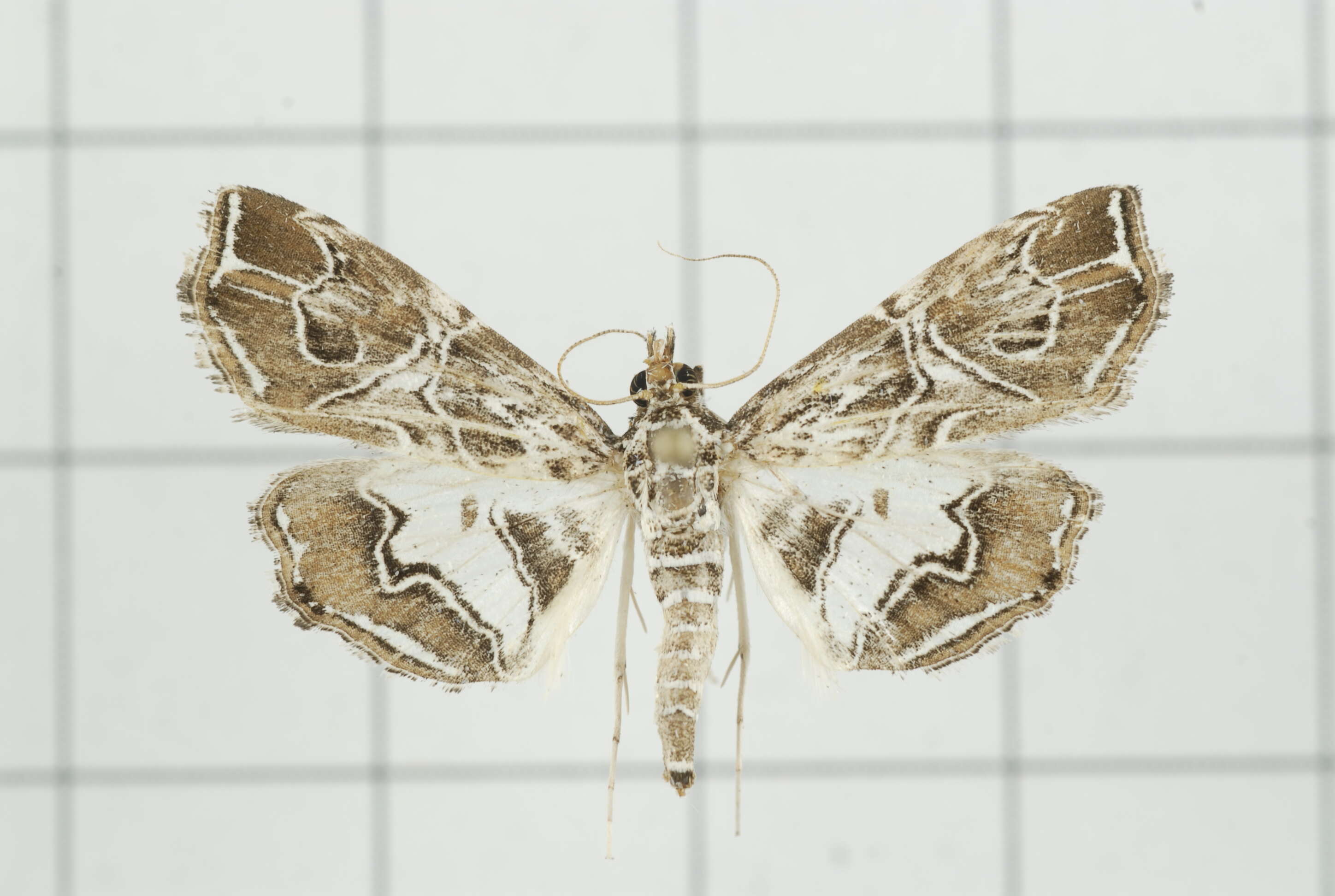 Image of Paracymoriza vagalis Walker 1865