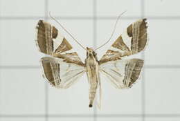 Sivun Agrioglypta itysalis Walker 1859 kuva