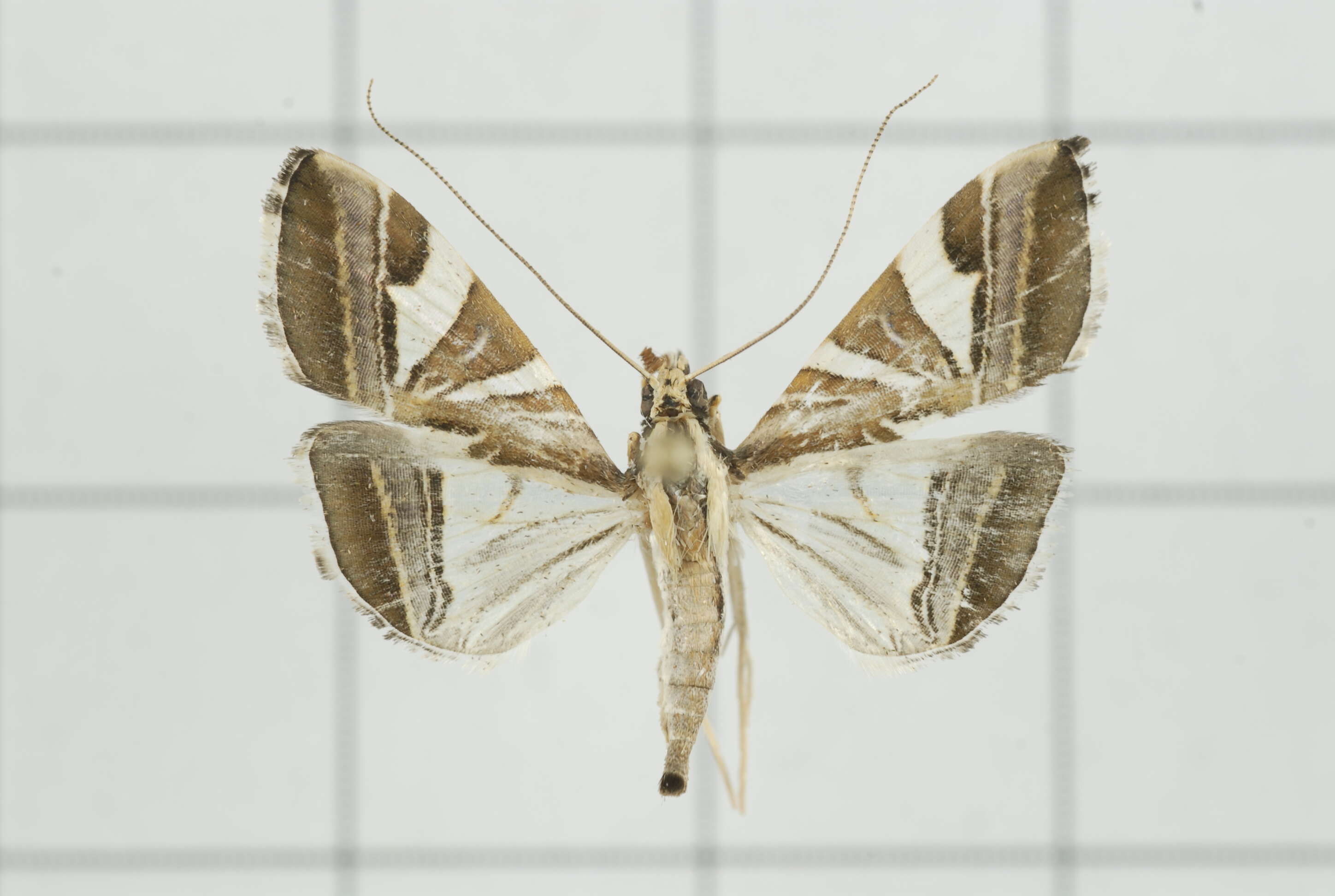 Agrioglypta itysalis Walker 1859 resmi