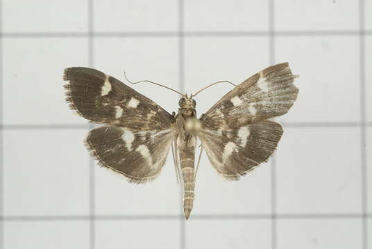 Image de Herpetogramma luctuosalis Guenée 1854