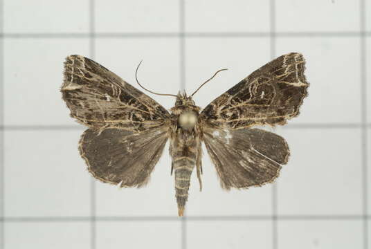 Image of Callopistria rivularis Walker 1857