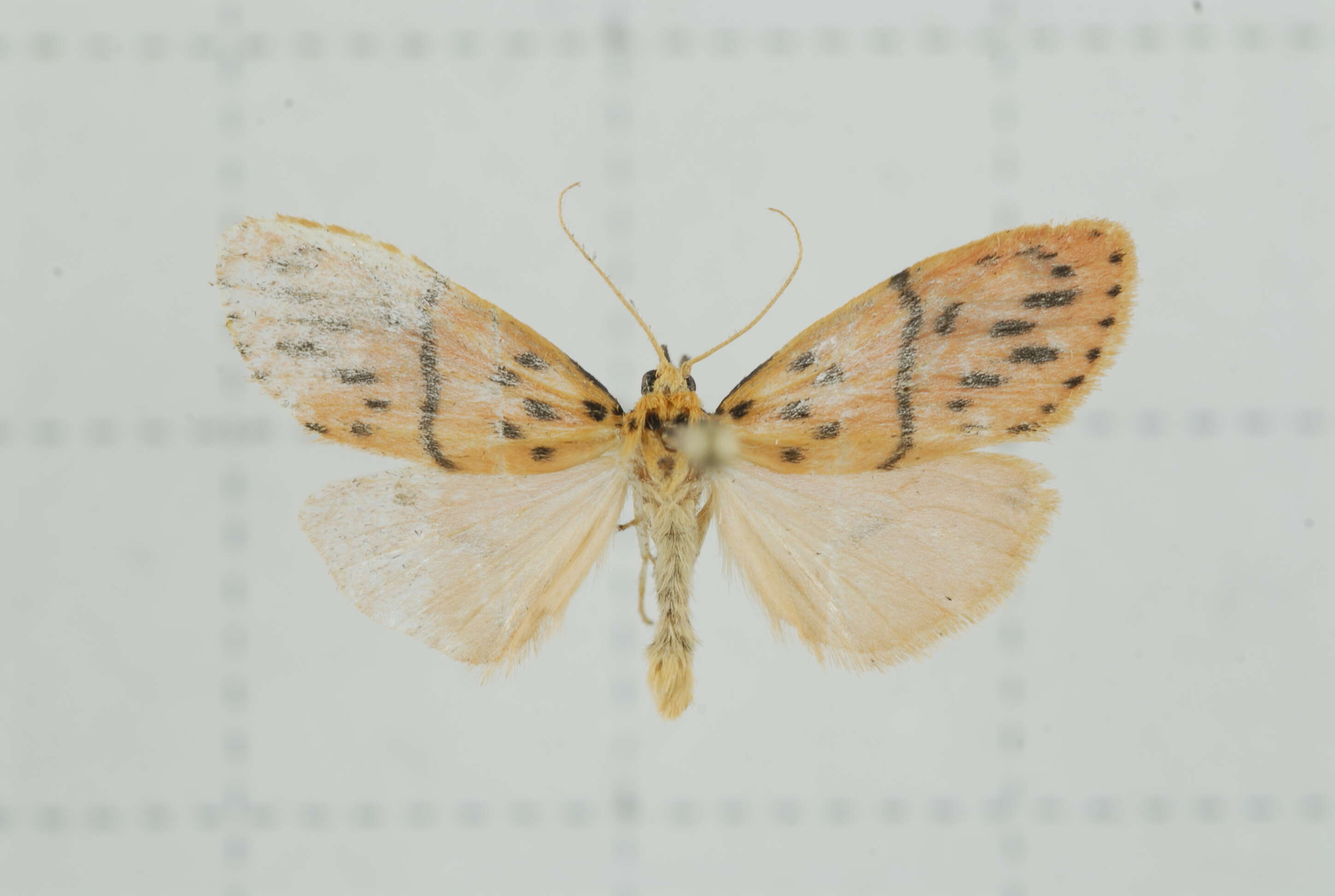 Image of Miltochrista arcuata (Moore 1882)