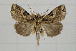 Image of Callopistria deflexusa