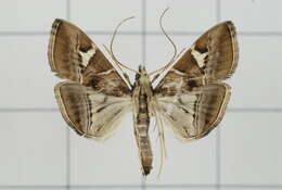 Sivun Agrioglypta itysalis Walker 1859 kuva