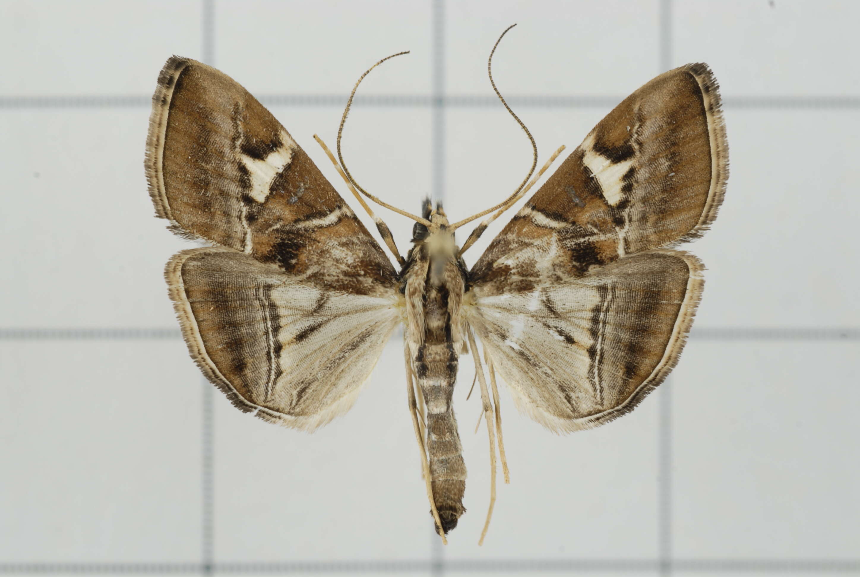 Agrioglypta itysalis Walker 1859 resmi