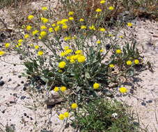 Image of beaked hawksbeard