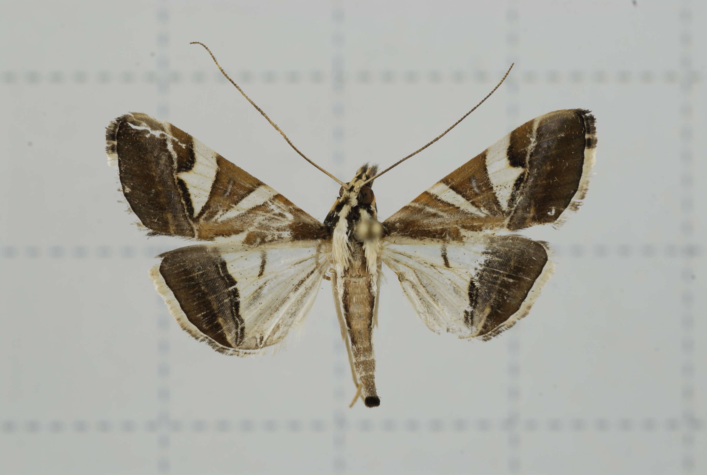 Agrioglypta itysalis Walker 1859 resmi