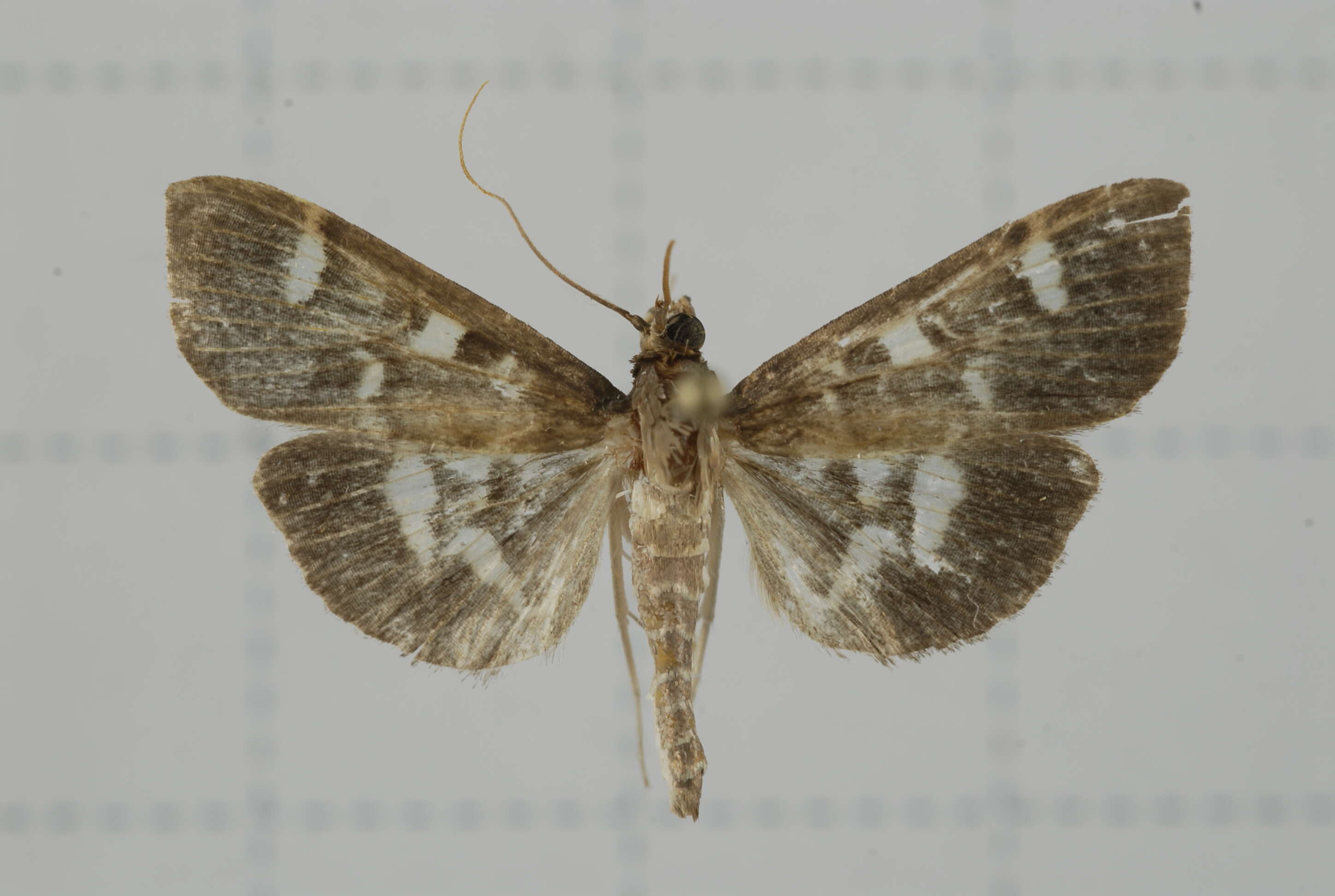 Image de Herpetogramma luctuosalis Guenée 1854