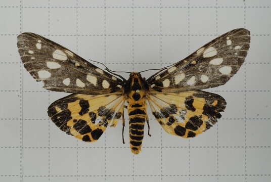 Image of Aglaomorpha histrio (Walker 1855)