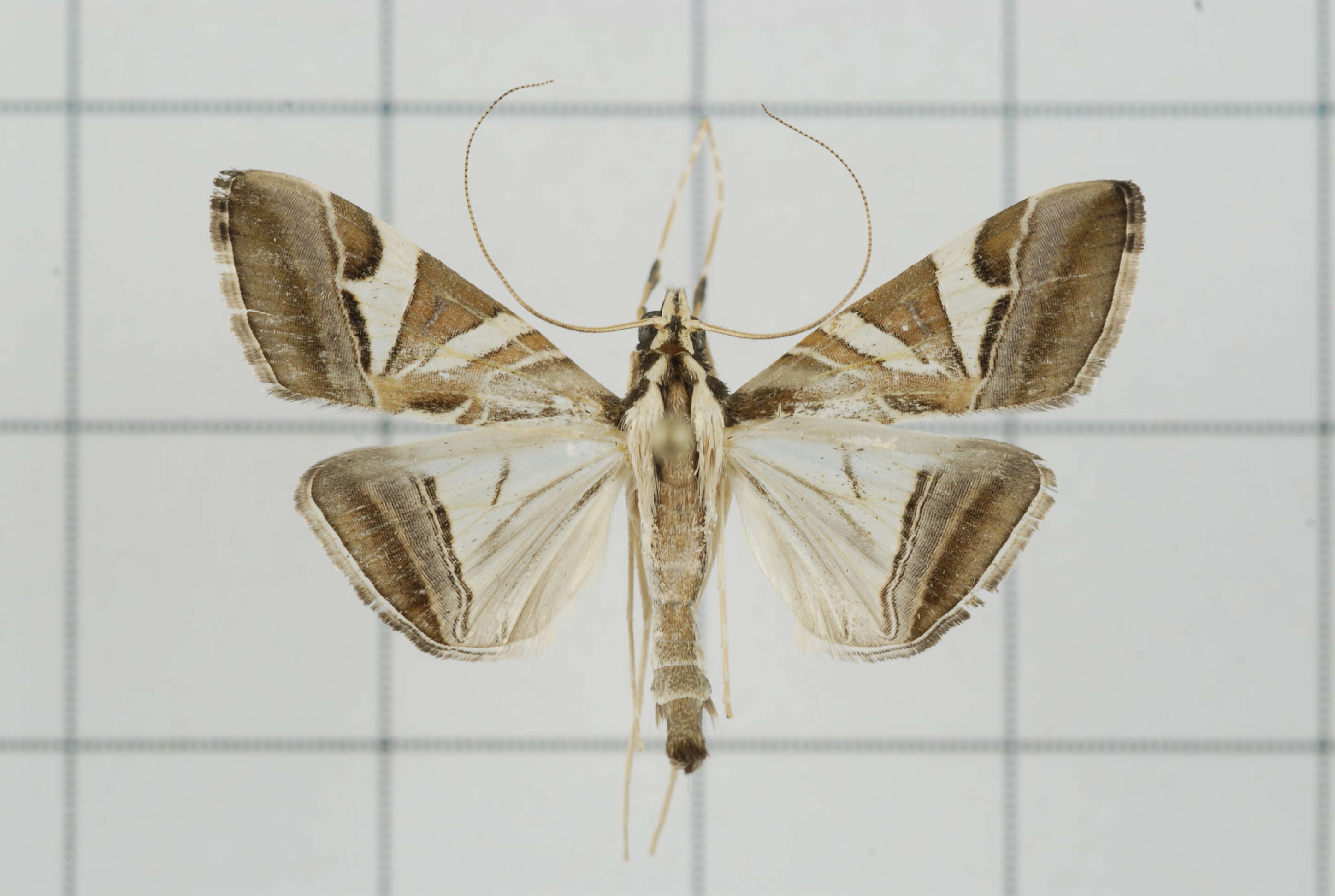 Sivun Agrioglypta itysalis Walker 1859 kuva